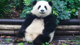 So Cute, Hua Hua Is Posing for Pictures. [Giant Panda He Hua& Run Yue]