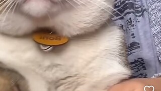Ketika Neko Berjoget