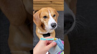 CHALLENGE ANABUL PILIH UANG TUNAI ATAU AMPLOP THR‼️🤣 #shorts #anjinglucu