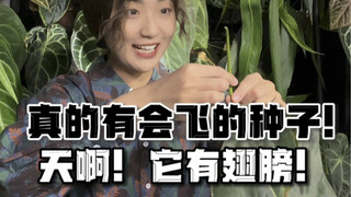 植物爱好者日常｜真的有会飞的种子耶！！