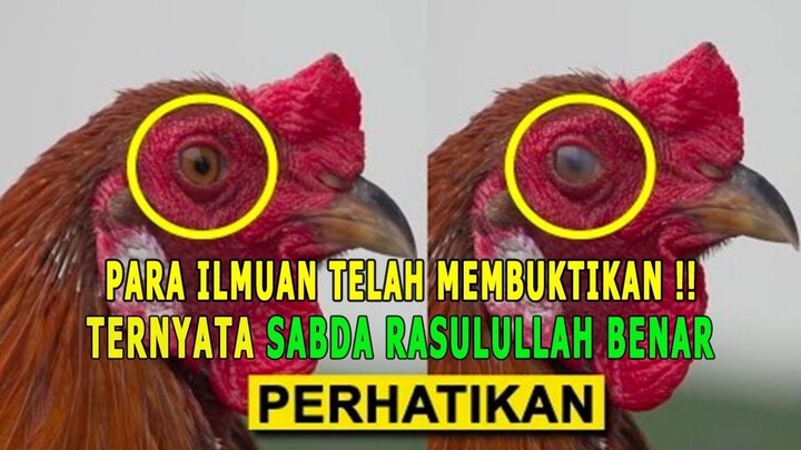 MASYA ALLAH !! TERNYATA BENAR, AYAM BISA MELIHAT MALAIKAT