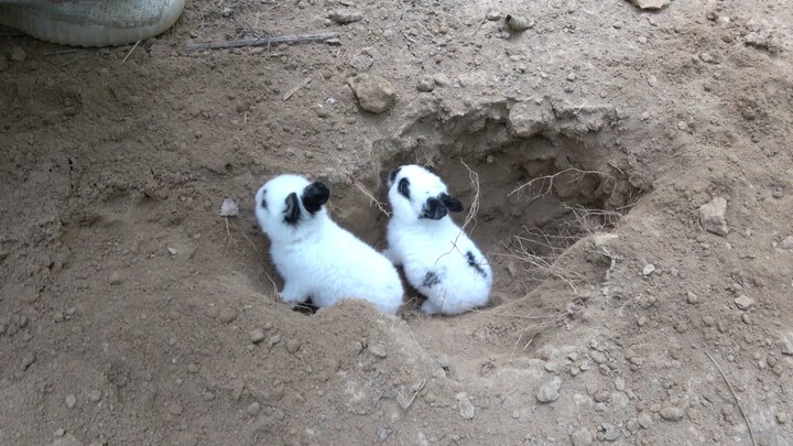 A little bunny, no bigger than a fist—just a tiny tot—already starts digging tunnels!