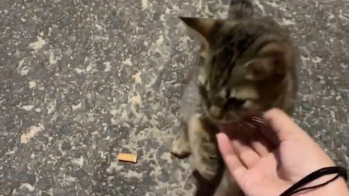 Menonton keramaian dan membelai kucing adalah dua kebahagiaan terbesar di dunia, dan saya berhasil m