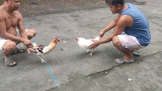 First Spar Nila.Full bothers James Laurance Blues x Biboy White Kelso