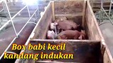Contoh kandang babi modern khusus indukan terbuat dari besi
