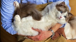 Mengajari tamu perempuan memeluk kucing benar-benar melelahkan