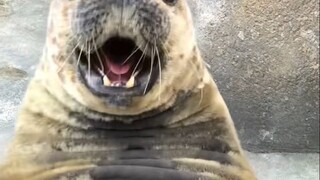How powerful are a seal's lungs? Unveiling the secret behind their ability to hold their breath for 