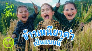 เกี่ยวข้าวเหนียวดำ ทำข้าวหลามที่ยาวที่สุดในตำบล - วัตถุดิบ EP44
