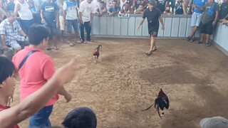 Lawis Backyard Gamefowls (1st fight buyog win) Una naka 1st 2hits Pog² entry