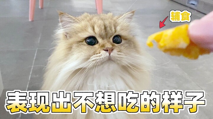 Mochi kucing siam emas mencuri makanan pendamping ASI milik adiknya, lalu dihukum oleh boneka dan di