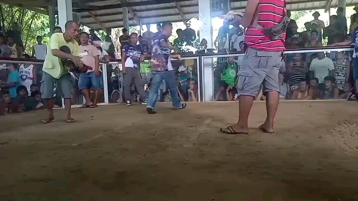 3X winner ramir's golden grey warriors.. November 30 2024