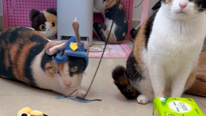 Real or Fake? Big Reveal!