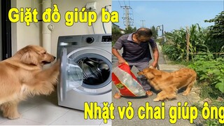 Gâu Đần | chú chó thông minh luôn giúp đỡ mọi người | Thú Cưng TV