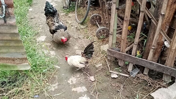 spar ka Muna sa tagalog🐓