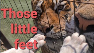 Tigers react to little dog !