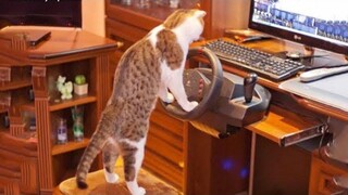 Funniest Cats 😹 - Dont try to hold back Laughter 😂 - Funny Cats Life