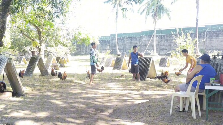 BITAW MUNA BAGO SUMABAK SA BAKBAKAN🐓🏆