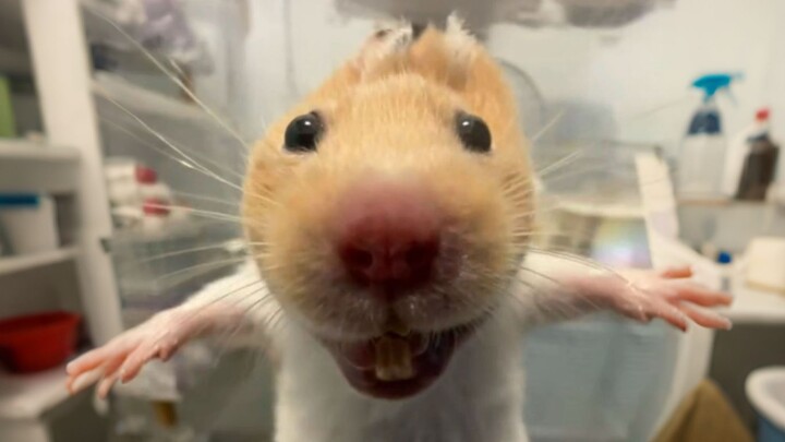 “Mice Are Just Too Hard to Handle”