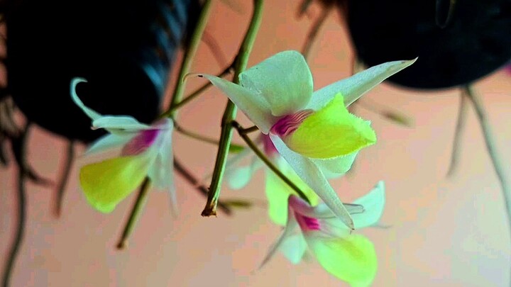 pal pal female version