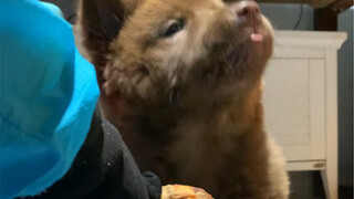 Dare to protect your food? I'll just punch you...