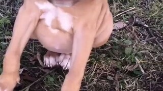 狗狗Ivy患有短脊椎综合征，跑起来像只“小青蛙”,但它依然是只快乐的狗狗