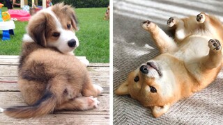 Funny And SOO Cute Puppies Compilation🐶| Cutest Puppies