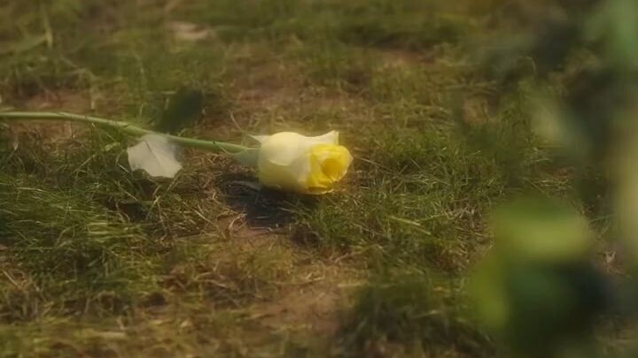 🎬กุหลาบแรกรักและต้นสน🗣พากย์ไทย (เต็มเรื่อง)