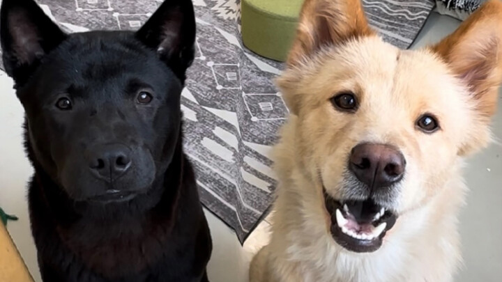 อ๋อ ที่แท้ลูกสุนัขก็ยังแบ่งเป็น i-dog และ e-dog ด้วยนะ (ตอนที่ห้า)