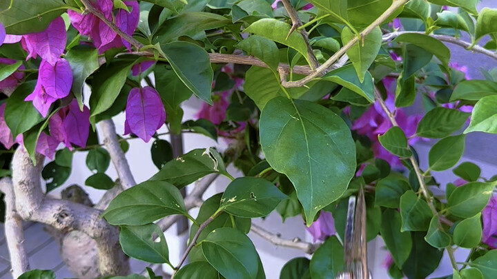 After the bougainvillea flowers have faded, you can prune it like this.