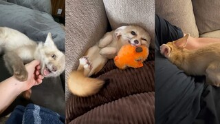 Very clingy fox