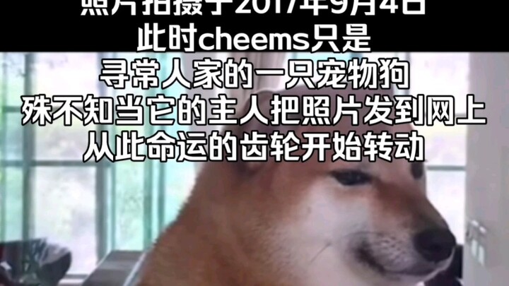 【Cheems】命运的齿轮开始转动