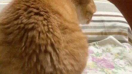 见过最有杀气的猫…