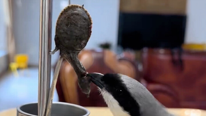 นกป๋าเหล่ากินเต่าตัวเล็ก แล้วเอามาทำเป็นหมูสะเต๊ะ