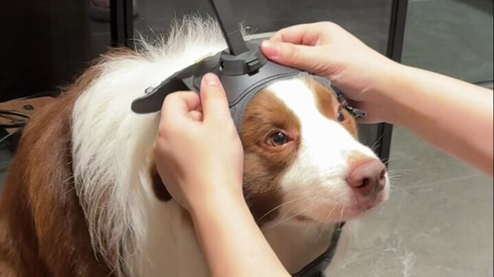 A puppy's first-person perspective~