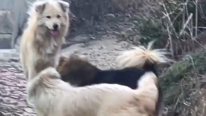 Even dogs can’t accept it!