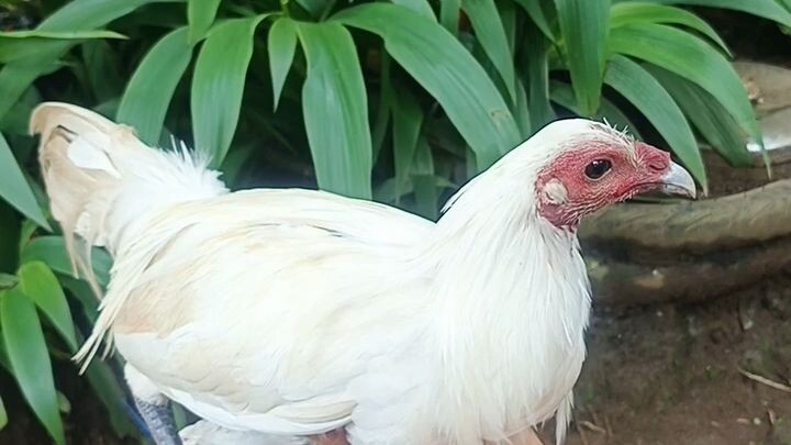 Peruvian x sweater 10 months