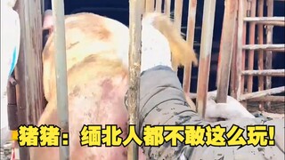 猪猪：缅北人都不敢这么玩！