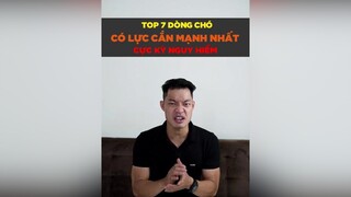 7 dòng chó có lực cắn mạnh nhất và cực kỳ nguy hiểm tuitienpet petonesaigon petnhatrang dcgr