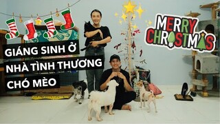 Tổ chức giáng sinh cho chó mèo ở nhà tình thương