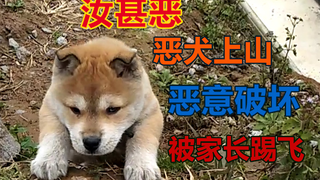 恶犬上山破坏田地，全村人遭殃受苦，家长连忙一脚踢飞
