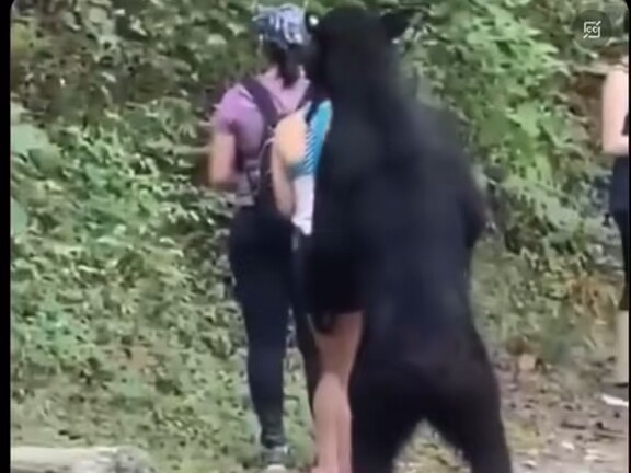 看吧，熊也怕冷暴力