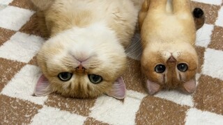 Saya membuat kain wol untuk kucing saya