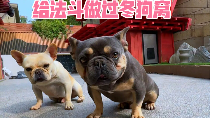 Trời lạnh rồi, mấy chú bull Pháp không chịu hòa nhập với bầy, nên mình đã làm cho chúng một căn nhà 