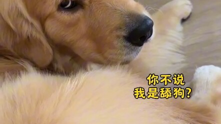 Anjing Penenang: Aku nggak lapar, aku udah muak makan yang asin.