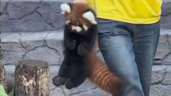 Pertempuran Pesan Antar: Si Panda Kecil Sudah Ditaruh di Pintu!