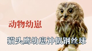 الحيوانات كانت الأكثر شعبية في الطفولة، والبومة تشبه إلى حد كبير سلك تنظيف الأواني.