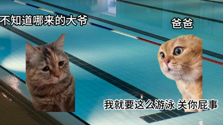 【Meme mèo】Câu chuyện về người bố cả đời mạnh mẽ, dù biết bơi nhưng vẫn đi mua khóa học bơi