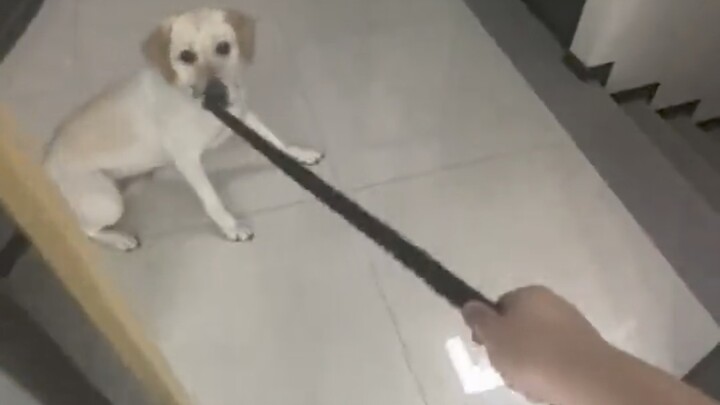 Dog: That’s not right