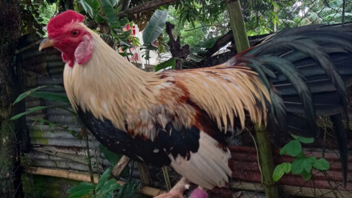 engcanto manok grey vs manok sa lata .Wlang sugat