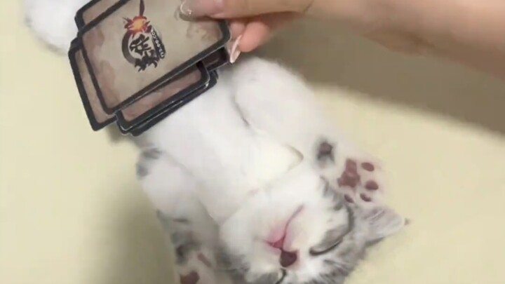 Mèo là một loài động vật rất cảnh giác.